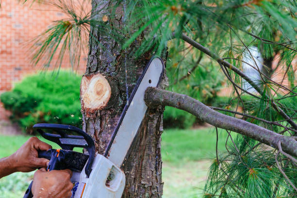 The Steps Involved in Our Tree Care Process in Upper Fruitland, NM